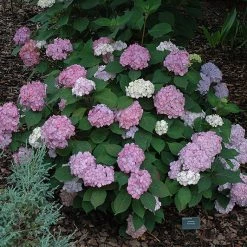 Pandy's Garden Center Hydrangea Pink Beauty #7 Nursery