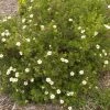 Pandy's Garden Center Potentilla Pink Beauty - A3 !