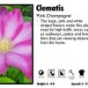 Pandy's Garden Center Perennials Clematis 'Pink Champagne'