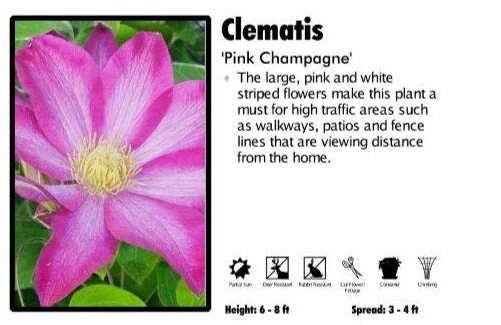 Pandy's Garden Center Perennials Clematis 'Pink Champagne' 3 Pandy's Garden Center Perennials Clematis 'Pink Champagne'