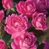 Pandy's Garden Center Rose - Dbl Pink Knockout