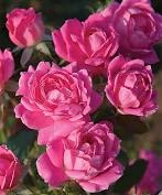 Pandy's Garden Center Rose - Dbl Pink Knockout