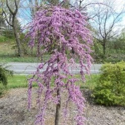 Walker Redbud - Pink Heartbreaker