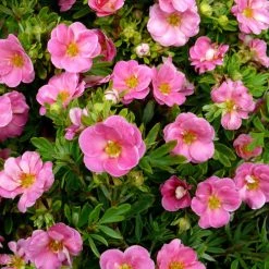 Pandy's Garden Center Potentilla Pink Queen #3 Nursery
