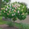 Red Rock Nursery Hydrangea - Pinky Winky Tree Form