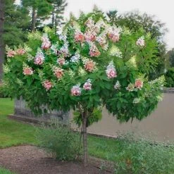 Red Rock Nursery Hydrangea - Pinky Winky Tree Form