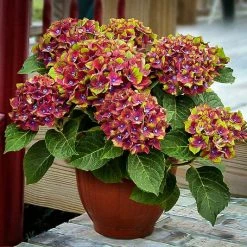 Pandy's Garden Center Pistachio Hydrangea House !