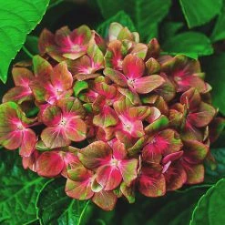 Pandy's Garden Center Pistachio Hydrangea House !
