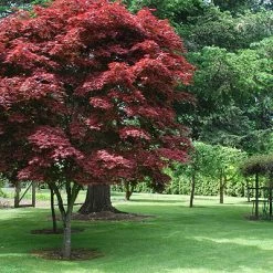 Pandy's Garden Center Nursery Japanese Maple - Pixie