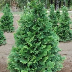 Pandy's Garden Center Hinoki Cypress - Compact Nursery