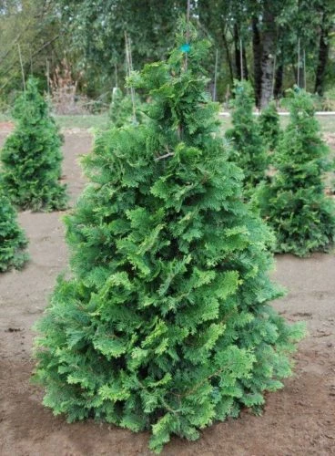 Pandy's Garden Center Hinoki Cypress - Compact Nursery 3 Pandy's Garden Center Hinoki Cypress - Compact Nursery