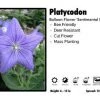 Pandy's Garden Center Platycodon ‘Sentimental Blue’ Balloon Flower