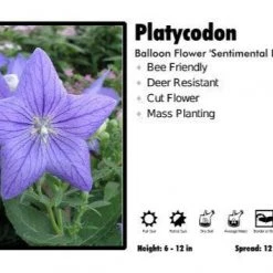 Pandy's Garden Center Platycodon ‘Sentimental Blue’ Balloon Flower