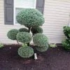 Pandy's Garden Center Nursery Cypress Boulevard Poodle PomPom