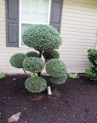 Pandy's Garden Center Nursery Cypress Boulevard Poodle PomPom