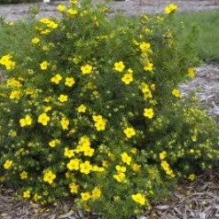 Pandy's Garden Center Potentilla Gold Finger Yellow C-10 !