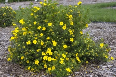 Pandy's Garden Center Potentilla Gold Finger Yellow C-10 ! 3 Pandy's Garden Center Potentilla Gold Finger Yellow C-10 !