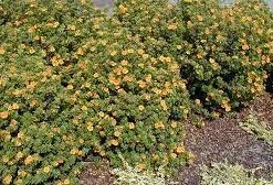 Pandy's Garden Center Potentilla Mango Tango #3