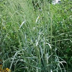 Pandy's Garden Center Grasses Grass Prairie Sky Switch #2