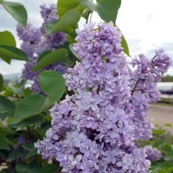 Pandy's Garden Center Lilac President Grevy Lavender Nursery
