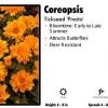 Pandy's Garden Center Coreopsis ‘Presto’ Tickseed Perennials