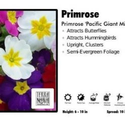Pandy's Garden Center Primrose ‘Pacific Giant Mix’ Primrose