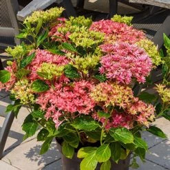 Pandy's Garden Center Nursery Hydrangea Princess Diana Pink - 3