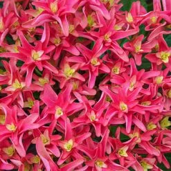 Pandy's Garden Center Nursery Hydrangea Princess Diana Pink - 3