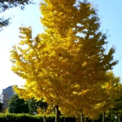 Pandy's Garden Center Gingko Princeton Sentry Nursery