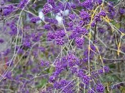 Pandy's Garden Center Nursery Beautyberry-Profusion Purple #3