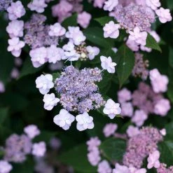 Pandy's Garden Center Hydrangea Tiny Tuff Stuff Nursery