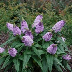 Pandy's Garden Center Nursery Butterfly Bush - Amethyst