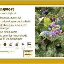 Pandy's Garden Center Pulmonaria ‘Hybrid' Lungwort