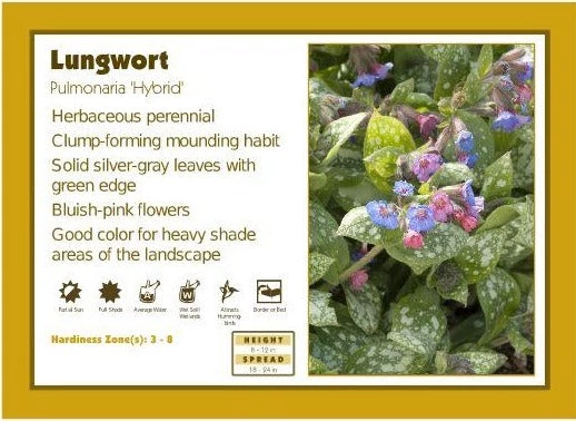 Pandy's Garden Center Pulmonaria ‘Hybrid' Lungwort 3 Pandy's Garden Center Pulmonaria ‘Hybrid' Lungwort
