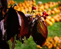 Walker Dogwood - Pumpkin Patch