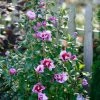 Red Rock Nursery Rose Of Sharon - Purple Pillar Good 2 Red Rock Nursery Rose Of Sharon - Purple Pillar Good