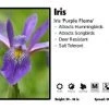 Pandy's Garden Center Iris 'Purple Flame' Iris