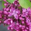 Pandy's Garden Center Lilac Purple Glory