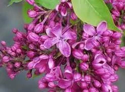 Pandy's Garden Center Lilac Purple Glory