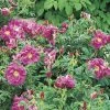 Weeks Roses Nursery Rose - Purple Pavement Rugosa Purple Red
