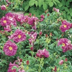 Weeks Roses Nursery Rose - Purple Pavement Rugosa Purple Red