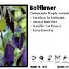 Pandy's Garden Center Campanula ‘Purple Sensation’ Bellflower