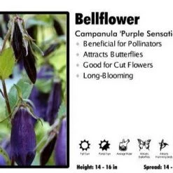 Pandy's Garden Center Campanula ‘Purple Sensation’ Bellflower