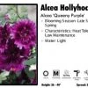 Pandy's Garden Center Perennials Alcea ‘Queeny Purple’ Hollyhock