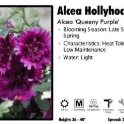 Pandy's Garden Center Perennials Alcea ‘Queeny Purple’ Hollyhock