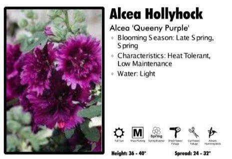 Pandy's Garden Center Perennials Alcea ‘Queeny Purple’ Hollyhock 3 Pandy's Garden Center Perennials Alcea ‘Queeny Purple’ Hollyhock