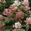 Pandy's Garden Center Hydrangea - Quick Fire Nursery