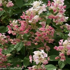 Pandy's Garden Center Hydrangea - Quick Fire Nursery