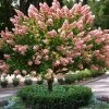 Pandy's Garden Center Nursery Hydrangea Quick Fire Tree Form - FT !