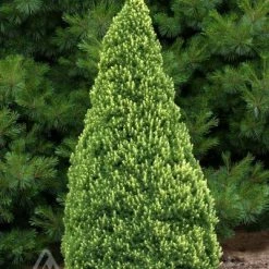 Pandy's Garden Center Alberta Spruce Rainbow End Nursery